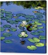 Two Water Lilies Canvas Print