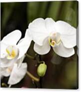 Two White Orchids Canvas Print