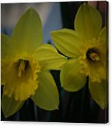 Two Yellow Daffodils Canvas Print
