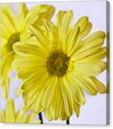 Two Yellow Daisies Canvas Print