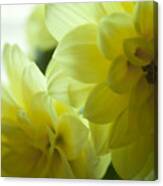 Two Yellow Flower Canvas Print