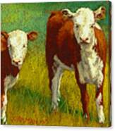 Two Young Herefords Canvas Print