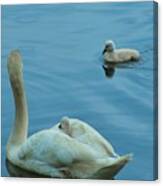 Ugly Ducklings Canvas Print