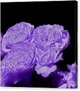 Ultraviolet Purple Cabbage Roses On Black Canvas Print