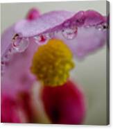 Umbrella Blossom Canvas Print