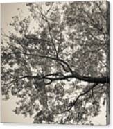 Under The Trees Canvas Print
