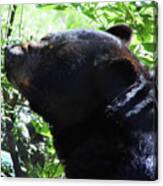 Up Close Black Bear Canvas Print