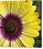 Daisy Up Close Canvas Print