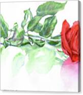 Valentine Rose Canvas Print