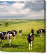 Valley Of The Cows Canvas Print