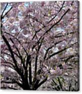 Vancouver 2017 Spring Time Cherry Blossoms - 10 Canvas Print