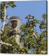 Vervet Monkey Perched In A Treetop Canvas Print