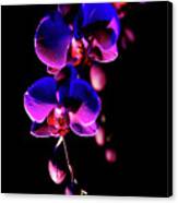Vibrant Orchids Canvas Print