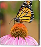 Monarch Butterfly On A Purple Coneflower Canvas Print
