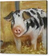 Vindicator The Spotted Pig Canvas Print