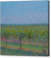 Vines In The Sun Canvas Print