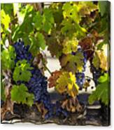 Vineyard Grapes Canvas Print