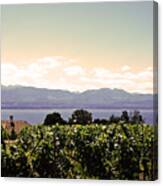 Vineyard On Lake Geneva Canvas Print
