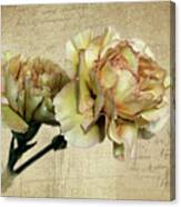 Vintage Carnations Canvas Print