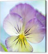Viola Dreams On A Cool Summer Day Canvas Print