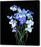 Violet Canvas Print