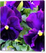 Violets Canvas Print