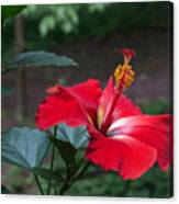 Vivid Hibiscus Canvas Print