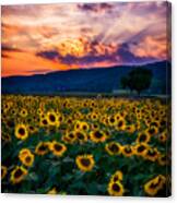 Vivid Sunset Sunflowers Canvas Print