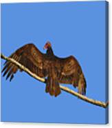 Vivid Vulture .png Canvas Print
