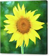 Volunteer Sunflower Canvas Print