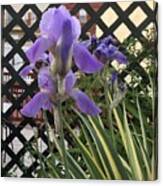 Vuloptous Iris Blooming Canvas Print