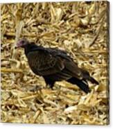 Vulture In The Corn Field Canvas Print