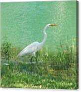Wading Egret Canvas Print