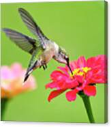 Waiting In The Wings Hummingbird Square Canvas Print
