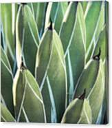 Wall Of Agave Canvas Print