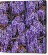 Wall Of Wisteria Canvas Print