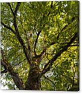 Walnut Tree Branches And Leaves Canvas Print