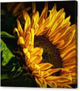 Warmth Of The Sunflower Canvas Print