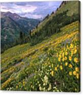 Wasatch Wildflowers Canyon View And Storm - Utah Canvas Print