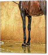 Washing A Horse Canvas Print