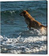 Water Dog Delray Beach Florida Canvas Print
