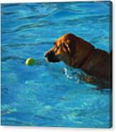 Water Dogs Series 8 Canvas Print