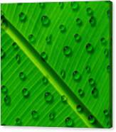 Water Drops On Palm Leaf Canvas Print