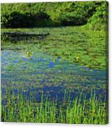 Water Lilies-roseau Valley- St Lucia Canvas Print