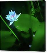 Water Lily N Pond Canvas Print