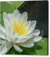 Water Lily White Yellow 1 Canvas Print
