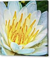 Water Lily White Yellow 4 Canvas Print