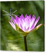 Water Lily With Dragon Fly Canvas Print