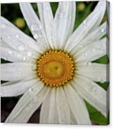 Water On Chamomile Canvas Print