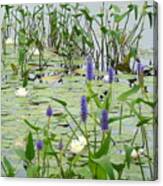 Water Plants And Quiet Water Canvas Print
